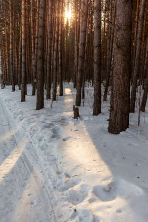 Sunlight through the trees in the forest. Snow trees and a cross-country ski trail. Beautiful and unusual roads and forest trails. beautiful winter landscape. The trees stand in a rowの写真素材