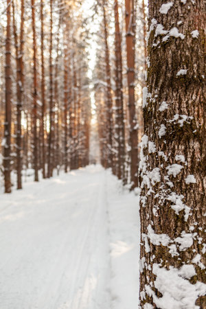 A walk through the winter forest. Snow trees and a cross-country ski trail. Beautiful and unusual roads and forest trails. Beautiful winter landscape. The trees stand in a rowの写真素材