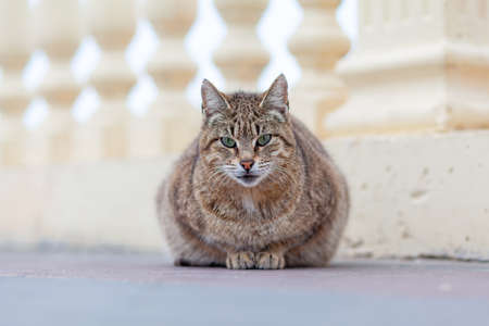 A beautiful striped street cat in the countryside. The cat sitsの写真素材
