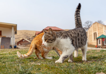 A beautiful striped street cat in the countryside. Two cats