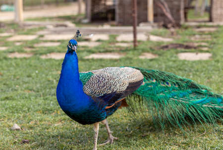 A beautiful peacock with bright feathers walks next to tourists and asks for food.の写真素材