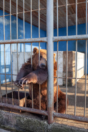 Russia, Dagestan, April 2, 2022. Sad bear in animal cage at the zoo. Wild bear stuck nose through animal cage bars and wants to bee free. Brown bear stuck his face out of the cage