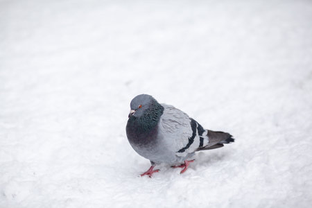 Beautiful pigeons sit in the snow in the city park in winter. Close up of pigeons in winter on the...