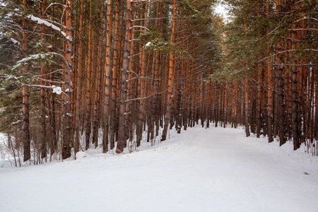 A walk through the winter forest. Snow trees and a cross-country ski trail. Beautiful and unusual roads and forest trails. Beautiful winter landscape. The trees stand in a rowの写真素材