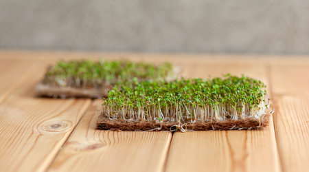 Close-up of micro-greens of mustard, arugula and other plants at home. Growing mustard and arugula sprouts in close-up at home. The concept of vegan and healthy food. Sprouted seeds, micro-greensの写真素材