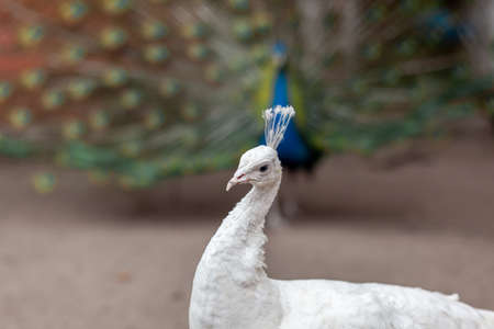 The head of a beautiful white peacock close-up in the zooの写真素材