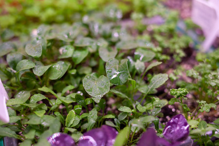 Growing plants under lamps, ultraviolet phytolamp, with drops of water on them. Illuminated with...