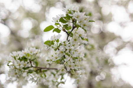White apple tree blossom in spring at sunset. Bees fly, collect nectar and pollinateの写真素材