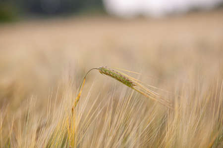 An ear of rye or wheat in the field. rye meadow moving on the wind, close-up, selective focus. Young wheat, a field of decorative spike earsの写真素材