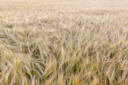 An ear of rye or wheat in the field. rye meadow moving on the wind, close-up, selective focus. Young...