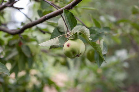 A green worm-eaten apple weighs on a tree branch in the garden. An apple by the affected disease, on a branch of an apple tree in the garden. A sick spoiled apple in close up.の写真素材
