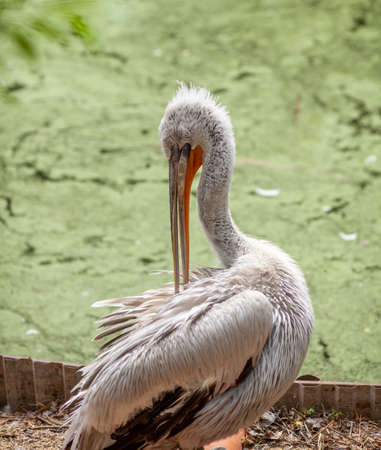 A beautiful large white pelican on the shore cleans feathers in the zoo close-up. A bird with a big beak that catches fish.の写真素材