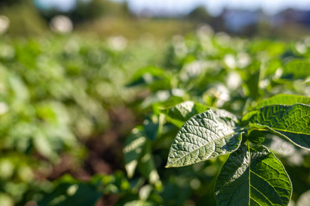 Rows of potatoes in the home garden. preparation for harvesting. potato plants in rows on a kitchen...