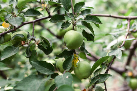 Green apples weigh on a tree branch in the garden. unripe apples. Apples affected by the disease, on the branch of an apple tree in the garden.の写真素材