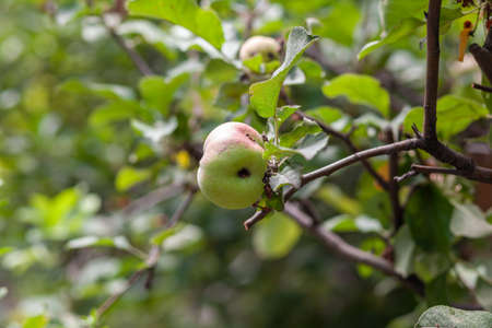 A green worm-eaten apple weighs on a tree branch in the garden. An apple by the affected disease, on a branch of an apple tree in the garden. A sick spoiled apple in close up.の写真素材