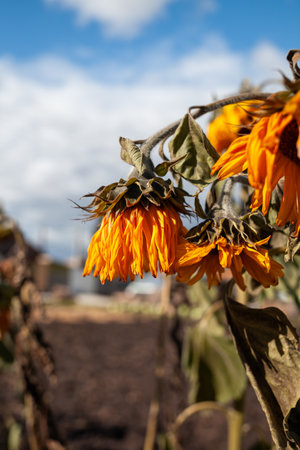 A beautiful, ripe, sluggish and dry sunflower with long yellow petals in the field. Calm tranquil moment in the countryside. Sunflower growing in the evening field. Atmospheric autumn wallpaper space for textの写真素材
