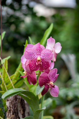 Beautiful pink petals of an orchid flower on a dark background in a greenhouse. Growing orchid...