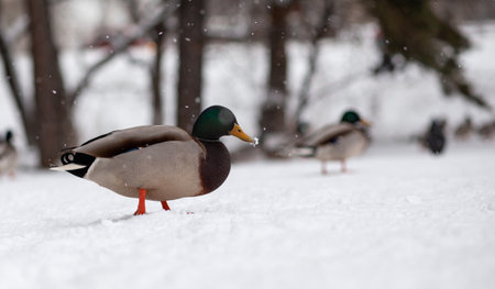 Winter portrait of a duck in a winter public park. Duck birds are standing or sitting in the snow. Migration of birds. Ducks and pigeons in the park are waiting for food from people.の写真素材