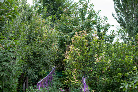 A large home garden of fruit trees. A beautiful and dense garden of apple and apricot trees with...