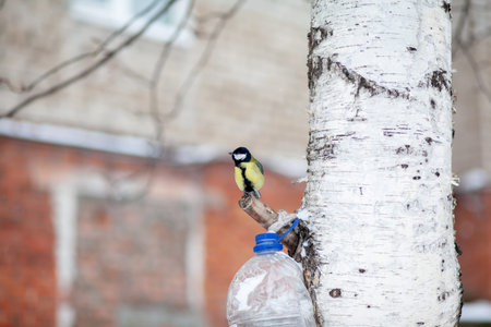 A beautiful little blue bird sits on a branch in winter and flies for food. Other birds are also...