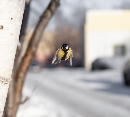 A beautiful little blue bird sits on a branch in winter and flies for food. Other birds are also sitting on the branches.の写真素材