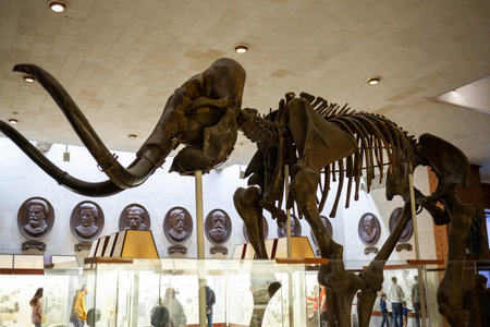 20.11. 2022, Moscow, Russia, Yu.A. Orlov Paleontological Museum, Tricerapers Dinosaur Skeleton. Tyrannosaurus rex skull, Giant Dinosaur. T-rex skeletonのeditorial素材