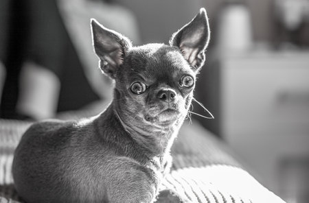A closeup image shows a cute chihuahua puppy of a domestic mammalの写真素材