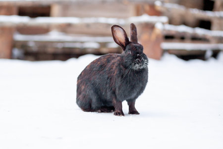 Beautiful, fluffy black rabbit in winter in the park or on the farm. The rabbit sits waiting for food.の写真素材