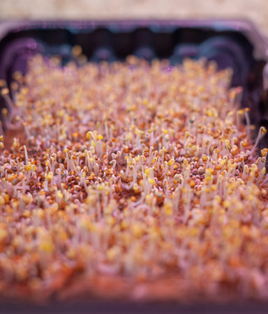 Purple micro-green radish sprouts in a tray or container under the lamp. Growing radish or basil sprouts in close-up at home. The concept of vegan and healthy food. Sprouted seeds, micro-greensの写真素材