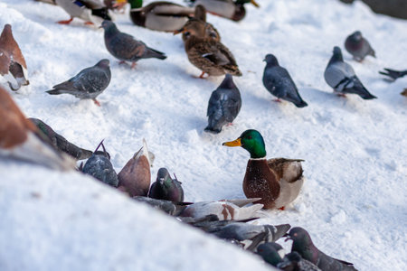 Ducks in a winter public park. Duck birds are standing or sitting in the snow. Migration of birds. Ducks and pigeons in the park are waiting for food from people.の写真素材