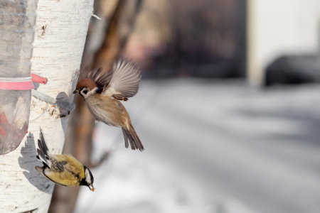 A beautiful little sparrow on a branch in winter and flies for food. Other birds are also sitting on the branches.の写真素材