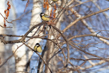 A beautiful little titmouse sits on a branch in winter and flies for food. Other birds are also sitting on the branches. Sparrows and titmice on a branch near the feederの写真素材