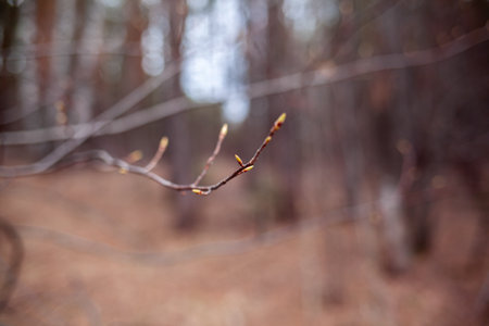 The first buds on a tree branch in spring in cloudy weather. Spring awakening of flowers in the forestの写真素材