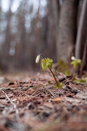 Snowdrops in the forest with beautiful soft light marking the coming of spring. Spring awakening of flowers in the forest on the background of sunshineの写真素材