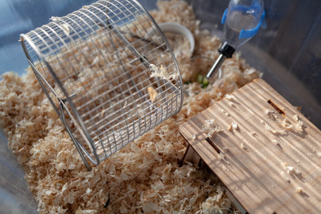 A cute Syrian hamster in a box comes out of his house begging for pet food. The cage is filled with sawdust and there is a wheel, a drinking bowl, and a house for a hamster.の写真素材