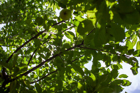 A beautiful treetop between which is a blue sky.