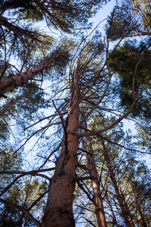 A beautiful treetop between which is a blue sky.