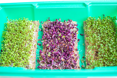 Close-up of micro-greenery of basil, arugula and other plants. Growing basil sprouts close-up. Germination of seeds at home. The concept of vegan and healthy food. Sprouted seeds, micro greens.の写真素材