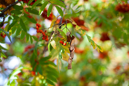 Mountain rowan red ash branch berries on blurred green background. Autumn harvest still life scene....