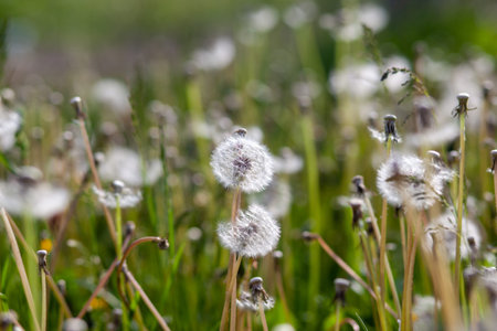Field with white dandelion flowers. Meadow of white dandelions. Spring background with white...