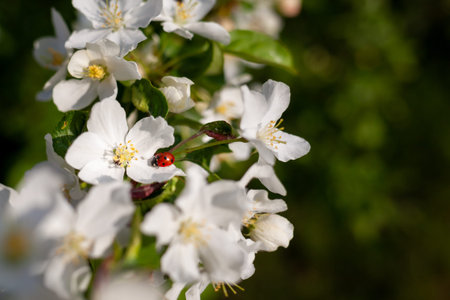 Blooming apple tree in the spring garden. Insect ladybug sits on an apple tree flower. Close-up of...