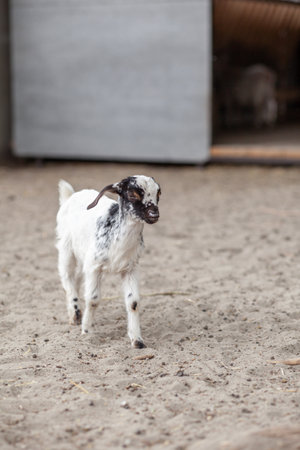 Close-up black-and-white small goat. Jolly horned goats and small spotted goats play on the farmの写真素材