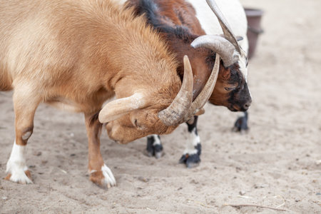 Jolly horned goats and small spotted goats play on the farm.の写真素材