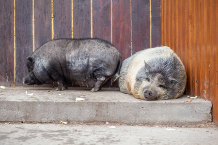 A fat pink and black pot-bellied pig lies on a farm. fat and ugly wild pig sleeping.の写真素材