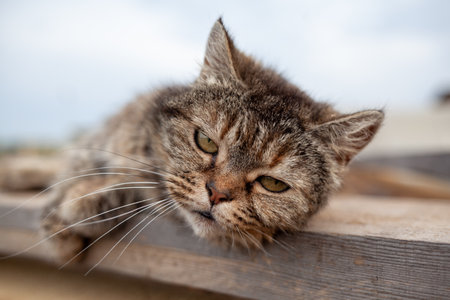 A beautiful gray cat in close-up lies and rests on a table in nature. The cat then looks into the camera then sleeps.の写真素材