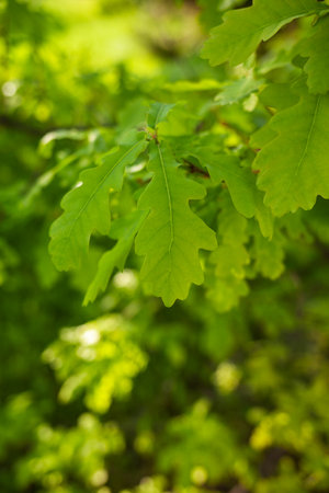Green fresh oak leaves. Fresh foliage on trees at sunset against a spring background.の写真素材