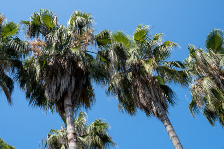 Tall tropical palm trees against the blue sky close-up.の写真素材
