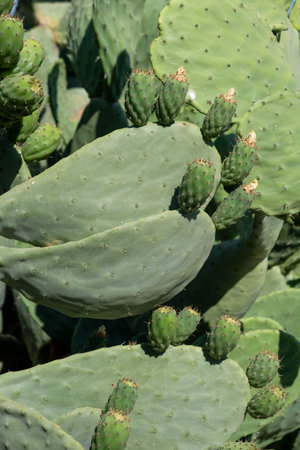 Green plant cactus with spines and dried flowers.