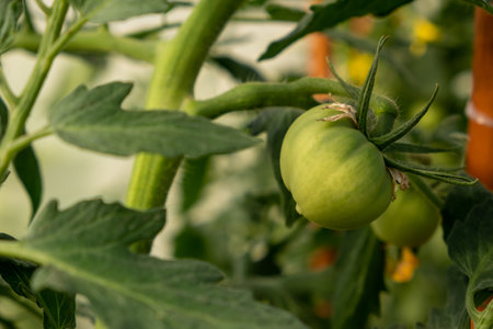 A lot of green tomatoes on a bush in a greenhouseの写真素材