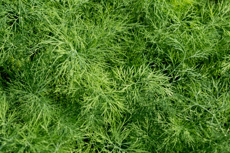 Fresh green dill in the garden close-up.